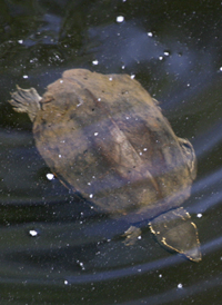 Eastern Musk Turtle